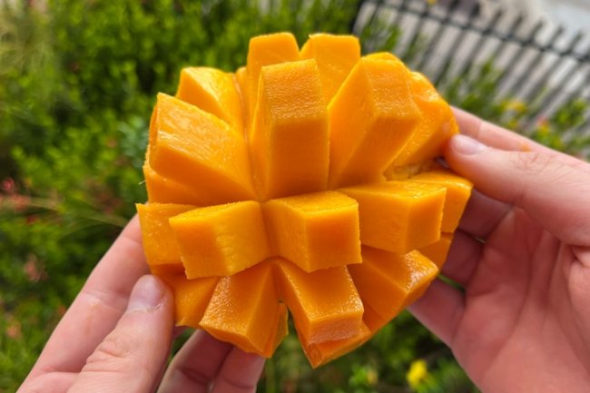 Why your next favourite mango might take 25 years to grow