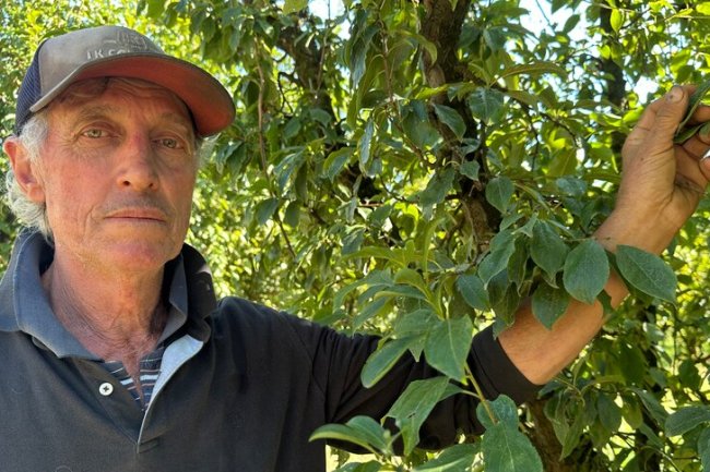 Grower says he 'may as well retire' if fruit fly rises with funding cut