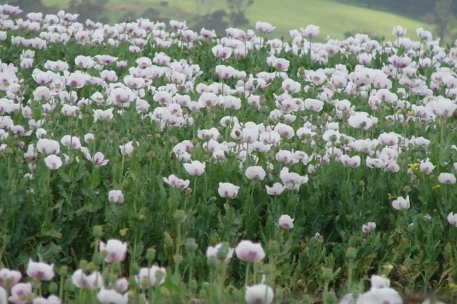 Fifty years of poppy growing in Tasmania