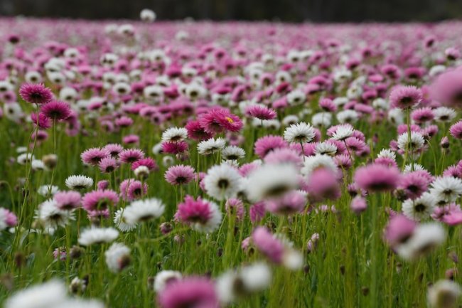 Thousands of everlasting daisies turn farm into social media hotspot