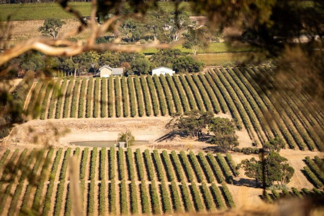 The Barossa Valley is being pushed in many different directions – but where will it end up?