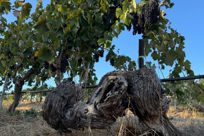 Australia's wine roots run a lot deeper than you think