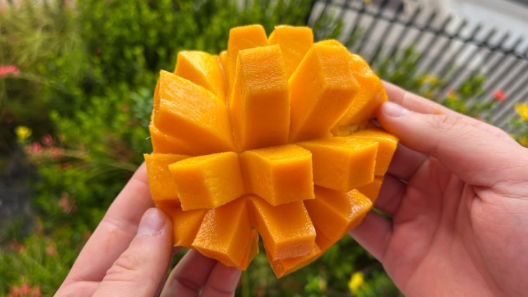 Why your next favourite mango might take 25 years to grow