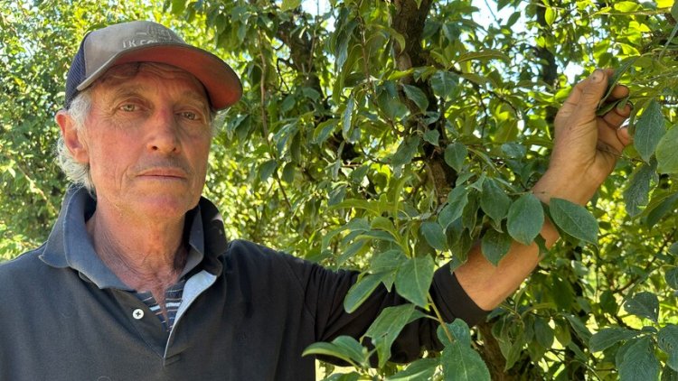 Grower says he 'may as well retire' if fruit fly rises with funding cut