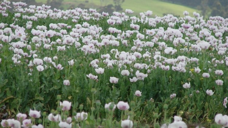 Fifty years of poppy growing in Tasmania