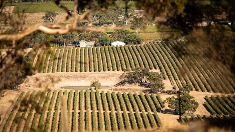 The Barossa Valley is being pushed in many different directions – but where will it end up?