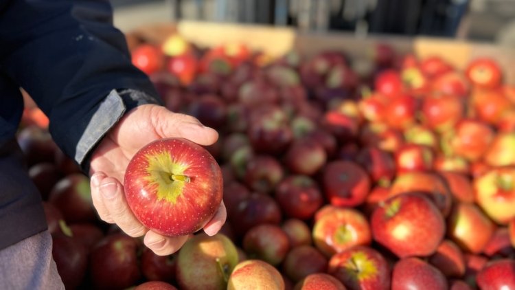 Apple growers no longer at mercy of supermarkets with China agreement