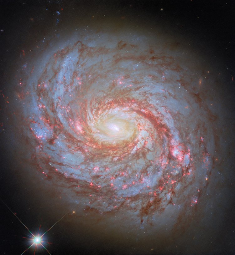 Hubble Spots a Squid in the Whale